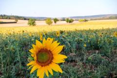 IMG-20250905-WA0012